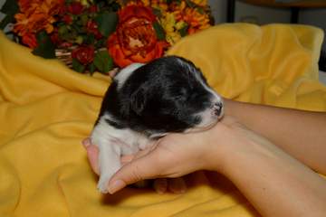 Purple girl - 8 days old