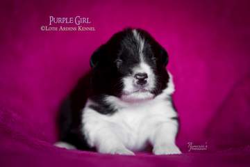 Purple girl - 11 days old