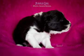 Purple girl - 11 days old