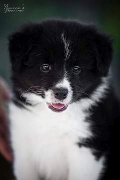 Loth Ardens Afterdark Silhouettes