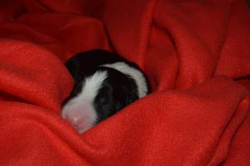 Red boy - 5 hours old