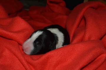 Red boy - 5 hours old