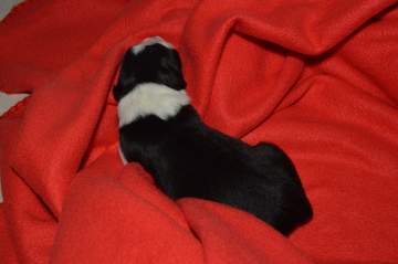 Red boy - 5 hours old