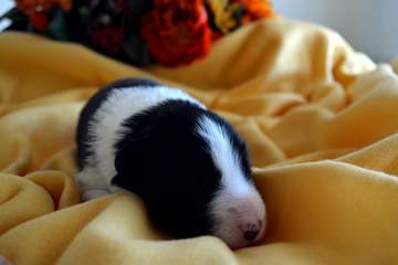 Red boy - 8 days old