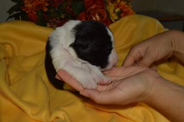 Red boy - 8 days old