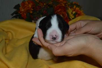 Red boy - 8 days old