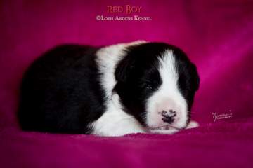 Red boy - 11 days old