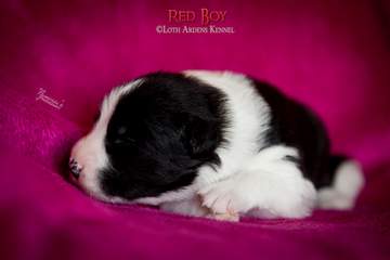 Red boy - 11 days old