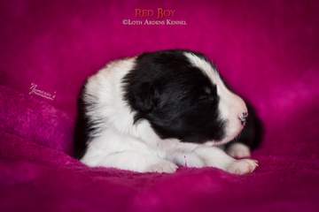 Red boy - 11 days old