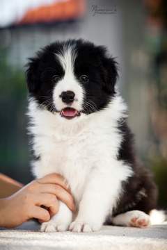 Loth Ardens Applause To Coll