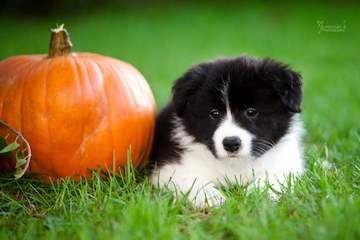 Yellow girl - 6 weeks