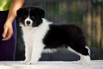 Yellow girl - 6 weeks