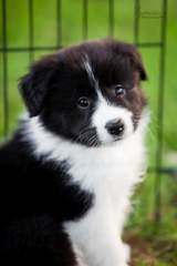 Yellow girl - 6 weeks