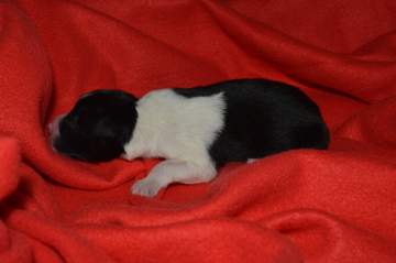 Yellow girl - 5 hours old