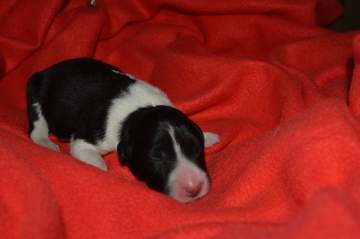 Yellow girl - 5 hours old