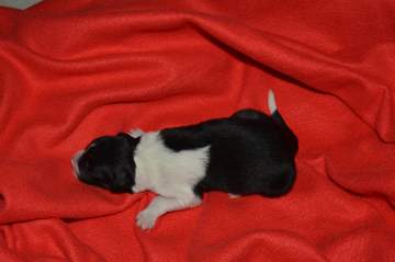 Yellow girl - 5 hours old