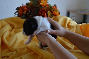 Yellow girl - 8 days old