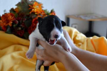 Yellow girl - 8 days old