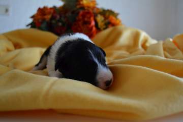 Yellow girl - 8 days old