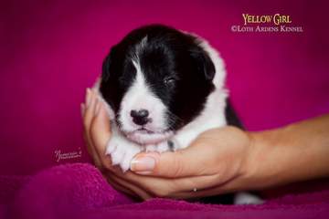 Yellow girl - 11 days old