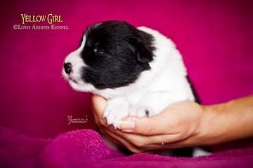 Yellow girl - 11 days old