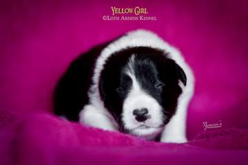 Yellow girl - 11 days old