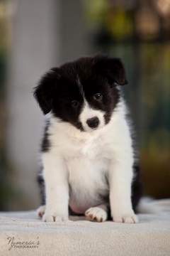 Loth Ardens Achromatic Beauty