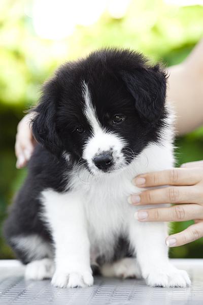 Loth Ardens Bright Star