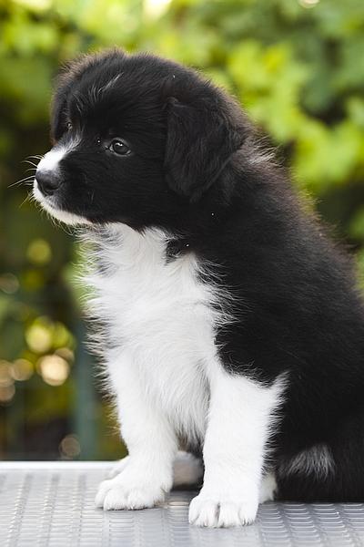 Loth Ardens Bubble Trouble