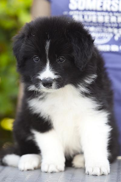 Loth Ardens Be My Baby