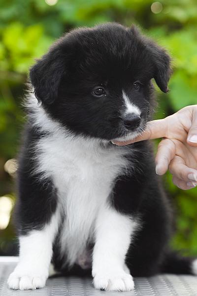 Loth Ardens Bulletproof