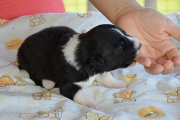 White girl - 10 days