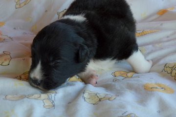 Yellow boy - 10 days