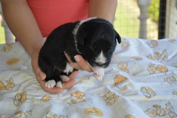 Yellow boy - 10 days