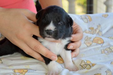 Yellow boy - 10 days