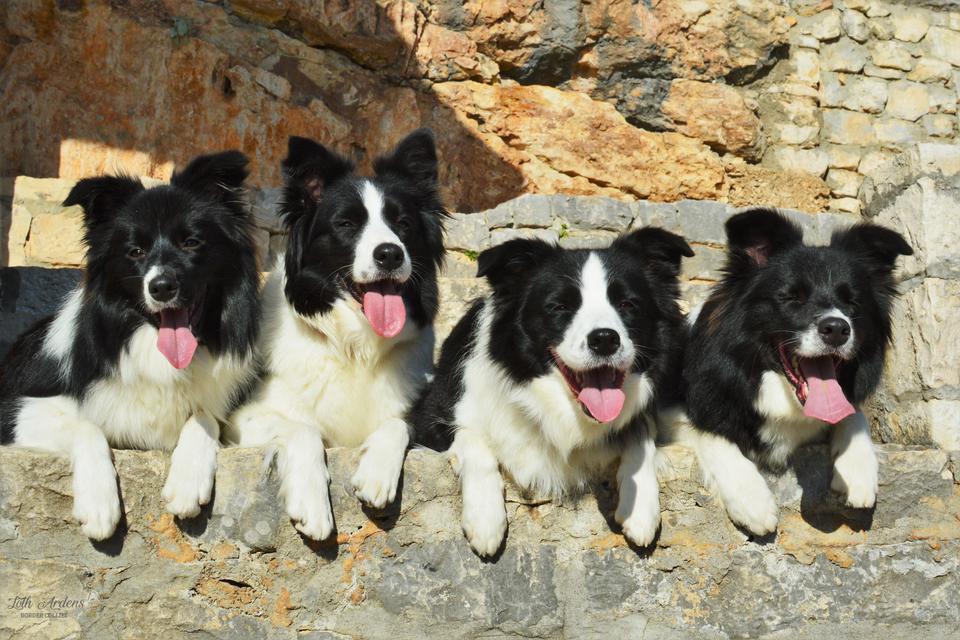 Border Collies relaxing in the sun