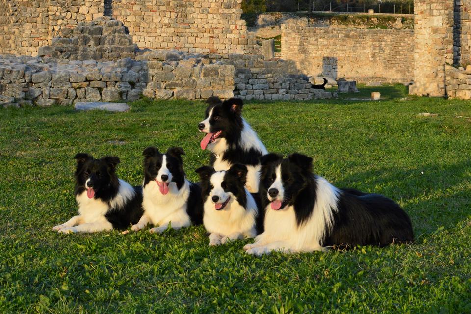 Border Collies posing in antient Salona