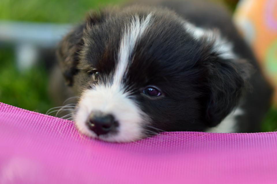 Border Collie puppy