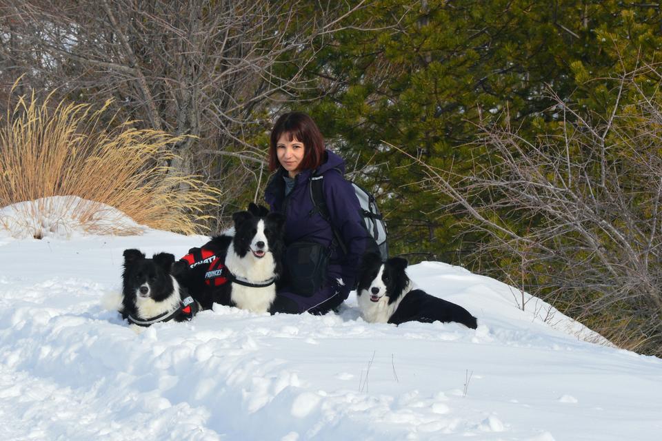 Border Collies in a snow