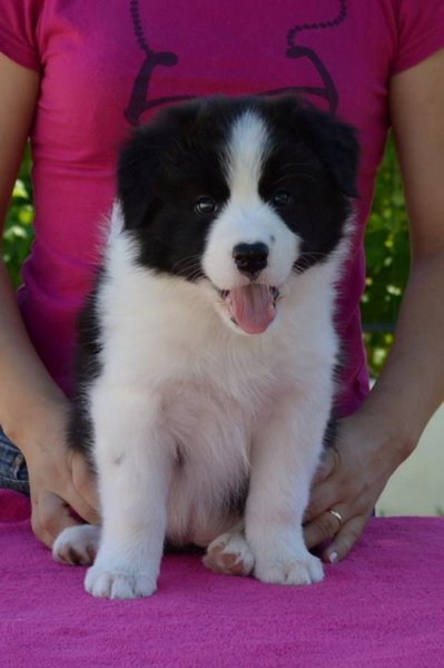 Loth Ardens Calliope