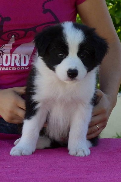 Loth Ardens Cloud Nine