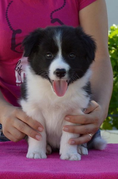 Loth Ardens Cute Temptation