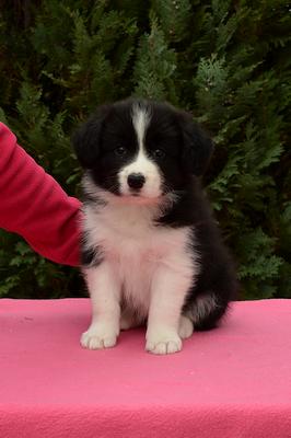 Loth Ardens Domino Effect