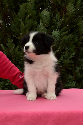 Loth Ardens Dreamcatcher