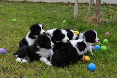 Puppies - 5 weeks