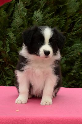 Loth Ardens Da Vinci