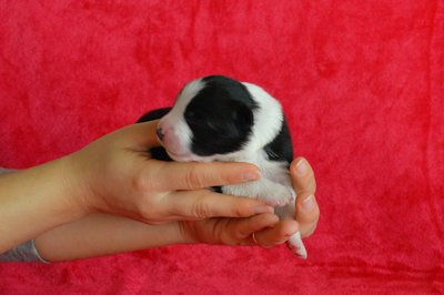 Yellow girl - 4 days