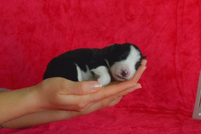 Yellow girl - 4 days