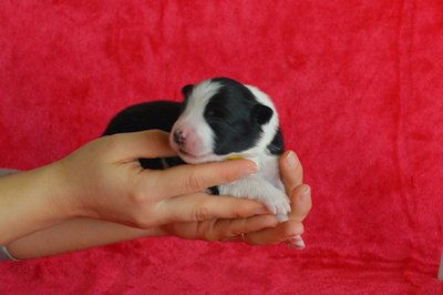 Yellow girl - 4 days