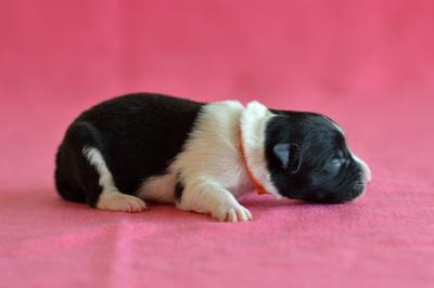 Orange girl - 3 days old